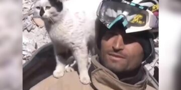 Animal Started Loving The Person Who Saved The Cats Life, Is Not Leaving At All, Watch Emotional Video Ndtv India Ndtv Hindi
