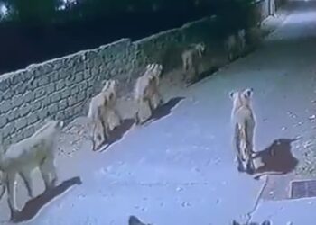 Group Family Of Lions Seen Roaming In Amreli: Pride Of Lions Roam On Streets Of Amreli Village In Gujarat, Create Panic Among People, Sher