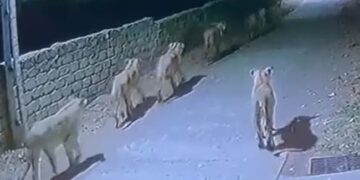 Group Family Of Lions Seen Roaming In Amreli: Pride Of Lions Roam On Streets Of Amreli Village In Gujarat, Create Panic Among People, Sher