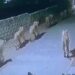 Group Family Of Lions Seen Roaming In Amreli: Pride Of Lions Roam On Streets Of Amreli Village In Gujarat, Create Panic Among People, Sher