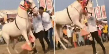 Horse Dances To Dhol Drum Beats: Horse Dance Trending Viral Video, Beautiful Horse Dance