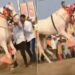 Horse Dances To Dhol Drum Beats: Horse Dance Trending Viral Video, Beautiful Horse Dance