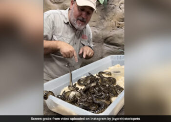 Man Plays With Herd Of Baby Anacondas Then What Happened Next Internet Shocked Watch Video