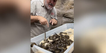 Man Plays With Herd Of Baby Anacondas Then What Happened Next Internet Shocked Watch Video