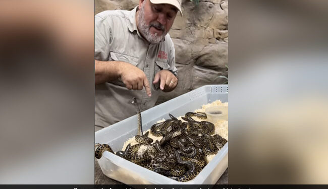 Man Plays With Herd Of Baby Anacondas Then What Happened Next Internet Shocked Watch Video