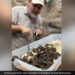 Man Plays With Herd Of Baby Anacondas Then What Happened Next Internet Shocked Watch Video