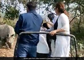 Chilling Video Shows Rhinos Chasing Tourists On Wildlife Safari, Jeep Falls Into Pit Ndtv Hindi Ndtv India