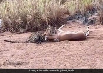 Cheetah Jumped In The Air Catch The Running Deer Grabbed Neck Tightly What Happened Next See Shocking Video