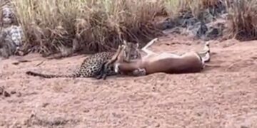 Cheetah Jumped In The Air Catch The Running Deer Grabbed Neck Tightly What Happened Next See Shocking Video