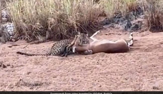 Cheetah Jumped In The Air Catch The Running Deer Grabbed Neck Tightly What Happened Next See Shocking Video