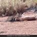 Cheetah Jumped In The Air Catch The Running Deer Grabbed Neck Tightly What Happened Next See Shocking Video