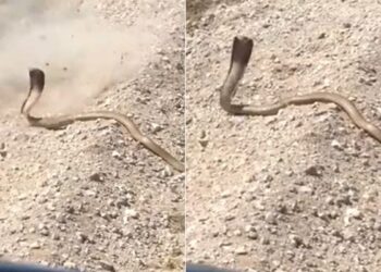 Cobra Attack Video: Missed The Target While Shooting Cobra Next Moment Poisonous Snake Attacked The Person