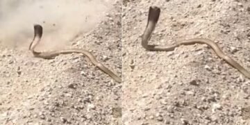 Cobra Attack Video: Missed The Target While Shooting Cobra Next Moment Poisonous Snake Attacked The Person