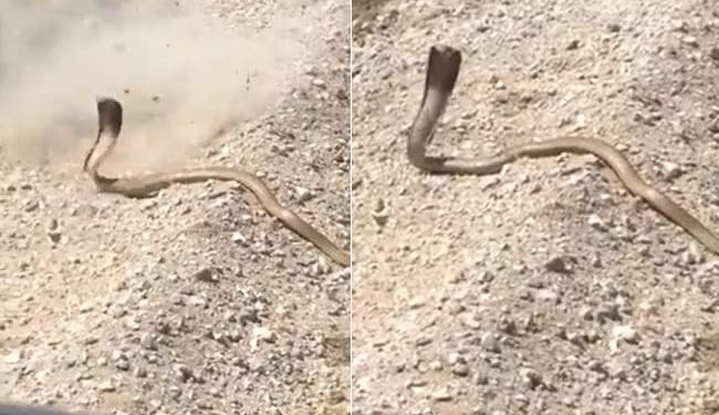 Cobra Attack Video: Missed The Target While Shooting Cobra Next Moment Poisonous Snake Attacked The Person