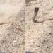 Cobra Attack Video: Missed The Target While Shooting Cobra Next Moment Poisonous Snake Attacked The Person