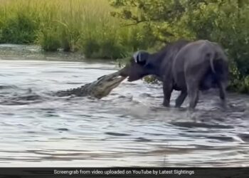 Buffalo Drags A Huge Crocodile Trying To Hunt It Out Of Water Then What Happened Next See Shocking Video