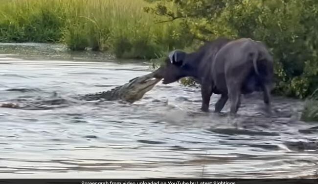 Buffalo Drags A Huge Crocodile Trying To Hunt It Out Of Water Then What Happened Next See Shocking Video