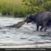 Buffalo Drags A Huge Crocodile Trying To Hunt It Out Of Water Then What Happened Next See Shocking Video