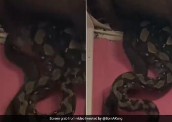 Strange Sounds Were Coming From The Ceiling Of The House, The Roof Was Broken, Three Huge Snakes Were Seen Hanging Together, Then What Happened Ndtv Hindi Ndtv India
