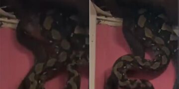 Strange Sounds Were Coming From The Ceiling Of The House, The Roof Was Broken, Three Huge Snakes Were Seen Hanging Together, Then What Happened Ndtv Hindi Ndtv India