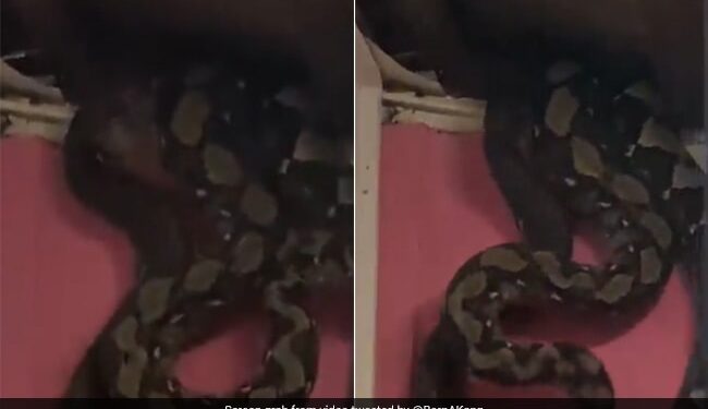 Strange Sounds Were Coming From The Ceiling Of The House, The Roof Was Broken, Three Huge Snakes Were Seen Hanging Together, Then What Happened Ndtv Hindi Ndtv India