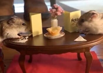 Valentines Day Celebrated By Mice See Amazing Video: Video Of Two Cute Rats Celebrating Valentines Day Goes Viral