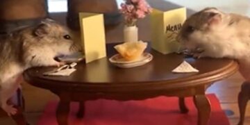 Valentines Day Celebrated By Mice See Amazing Video: Video Of Two Cute Rats Celebrating Valentines Day Goes Viral