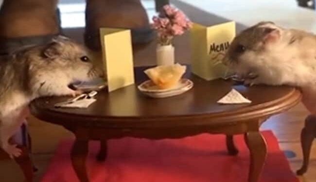 Valentines Day Celebrated By Mice See Amazing Video: Video Of Two Cute Rats Celebrating Valentines Day Goes Viral