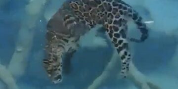 Leopard Swimming In Water Internet Shocked See Shocking Video