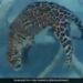 Leopard Swimming In Water Internet Shocked See Shocking Video