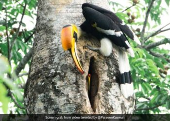 IFS Officer Shares Video Of Hornbill Caring For Its Partner Melts Twitter, Internet Says Nature Is Wonderful Perfect Couple