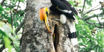 IFS Officer Shares Video Of Hornbill Caring For Its Partner Melts Twitter, Internet Says Nature Is Wonderful Perfect Couple