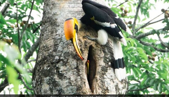 IFS Officer Shares Video Of Hornbill Caring For Its Partner Melts Twitter, Internet Says Nature Is Wonderful Perfect Couple