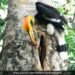 IFS Officer Shares Video Of Hornbill Caring For Its Partner Melts Twitter, Internet Says Nature Is Wonderful Perfect Couple
