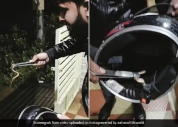 Snake Was Hidden Inside The Helmet Person Started Wearing It Then What Happened Next See Hair Raising Video