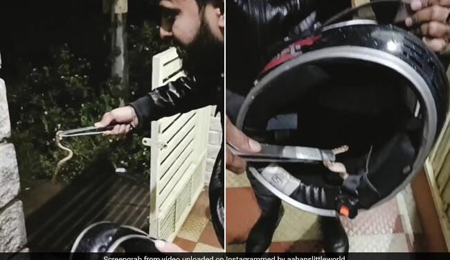 Snake Was Hidden Inside The Helmet Person Started Wearing It Then What Happened Next See Hair Raising Video
