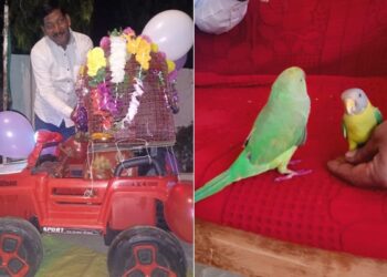 Never Seen Parrot-myna Marriage, Crowd Gathered To See Marriage, Dance Fiercely Ndtv Hindi Ndtv India