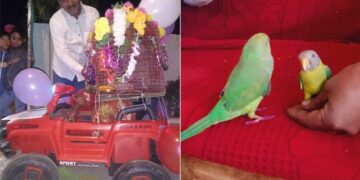 Never Seen Parrot-myna Marriage, Crowd Gathered To See Marriage, Dance Fiercely Ndtv Hindi Ndtv India