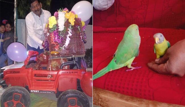 Never Seen Parrot-myna Marriage, Crowd Gathered To See Marriage, Dance Fiercely Ndtv Hindi Ndtv India