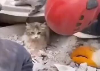 Viral Turkey Cat Rescued Fact Check: Turkey Syria Earthquake Cat Rescue Viral Video, Turkey Syria Earthquake News Updates