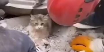 Viral Turkey Cat Rescued Fact Check: Turkey Syria Earthquake Cat Rescue Viral Video, Turkey Syria Earthquake News Updates