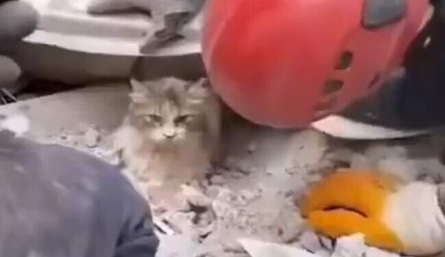 Viral Turkey Cat Rescued Fact Check: Turkey Syria Earthquake Cat Rescue Viral Video, Turkey Syria Earthquake News Updates