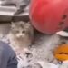 Viral Turkey Cat Rescued Fact Check: Turkey Syria Earthquake Cat Rescue Viral Video, Turkey Syria Earthquake News Updates
