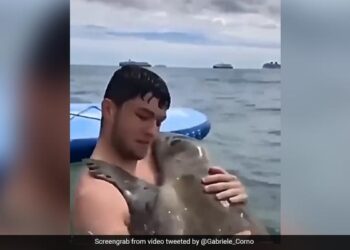 Man Swimming In The Sea Gets An Unexpected Hug From A Seal Video Is Viral