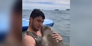 Man Swimming In The Sea Gets An Unexpected Hug From A Seal Video Is Viral