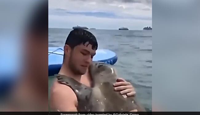 Man Swimming In The Sea Gets An Unexpected Hug From A Seal Video Is Viral
