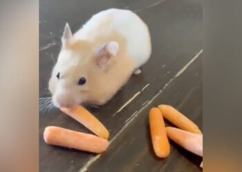 Hamster Ate Carrot Video Going Viral Ndtv India Ndtv Zara Hatke Ndtv Hindi