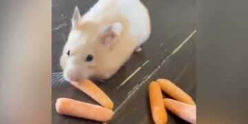 Hamster Ate Carrot Video Going Viral Ndtv India Ndtv Zara Hatke Ndtv Hindi