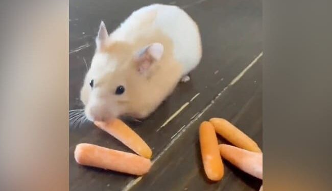 Hamster Ate Carrot Video Going Viral Ndtv India Ndtv Zara Hatke Ndtv Hindi