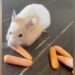 Hamster Ate Carrot Video Going Viral Ndtv India Ndtv Zara Hatke Ndtv Hindi